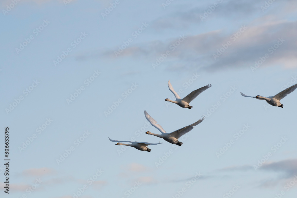 Obraz premium Whistling swans flying in the morning, in Lake Hyoko, Niigata prefecture, Japan