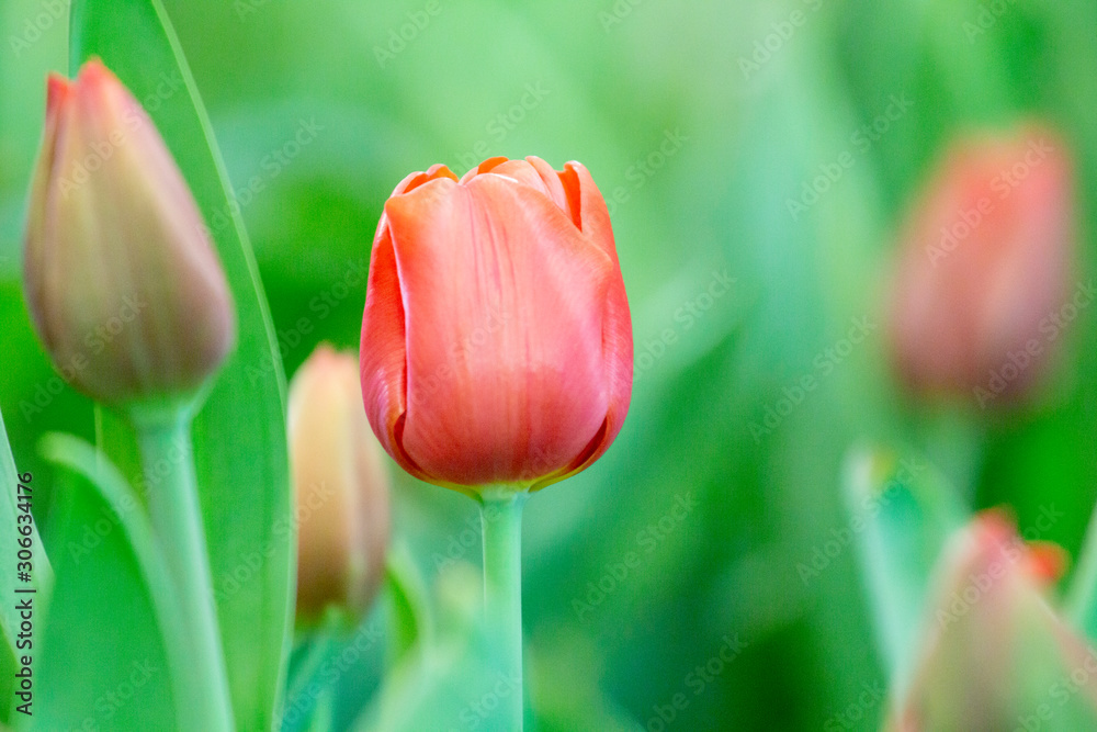 Fototapeta premium Red tulips with blurred background.