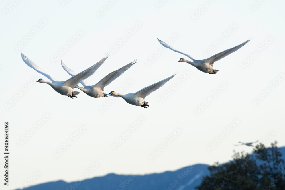 Whistling swans flying in the morning, in Lake Hyoko, Niigata prefecture, Japan