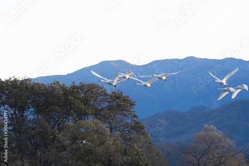 Whistling swans flying in the morning, in Lake Hyoko, Niigata prefecture, Japan