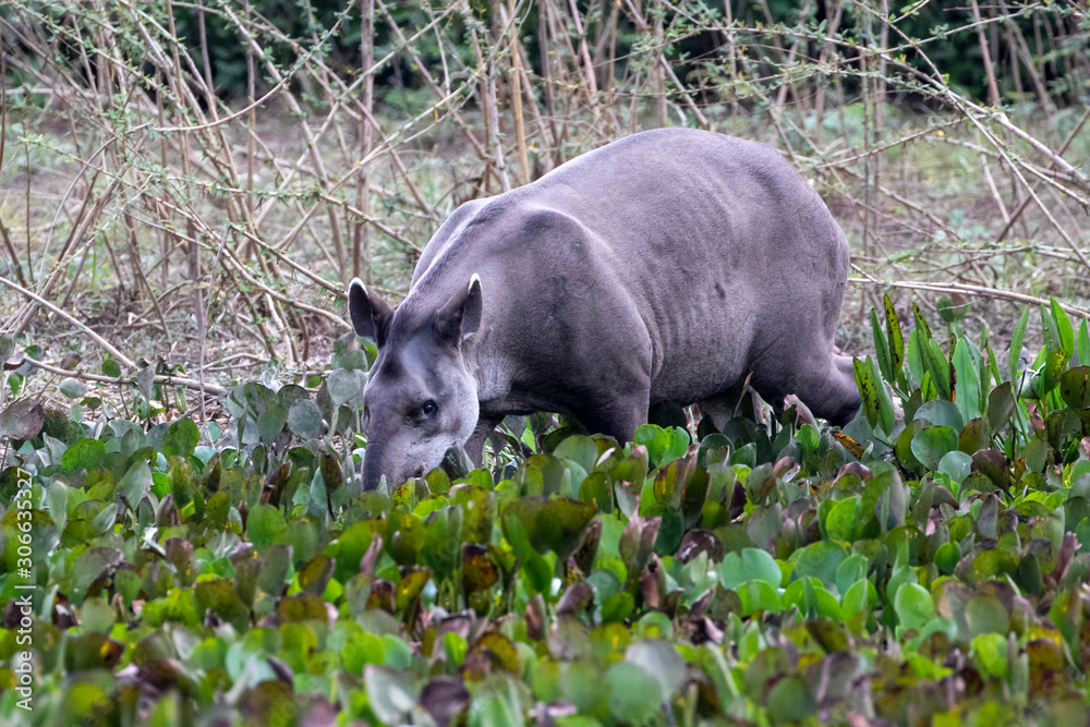 Ein Flachlandtapir Bulle steht zwischen Wasserhyazinthen in einem Teich und trinkt in der Seitenansicht Ein Flachlandtapir Bulle steht zwischen Wasserhyazinthen in einem Teich und trinkt in der Seitenansicht