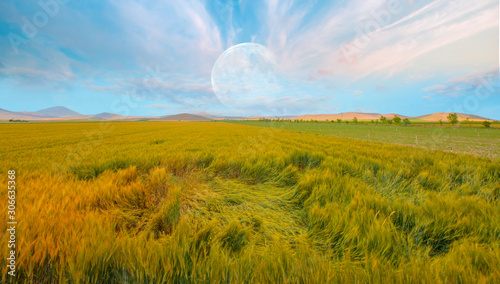 Green wheat field against amazing bright cloudy sky with full moon "Elements of this image furnished by NASA"