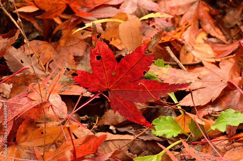 The autumn leaves, there, are extremely beautiful.