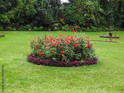 Flowers in Royal Botanical Gardens, Kandy, Sri Lanka