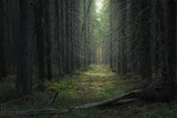 path in the moody dark coniferous forest
