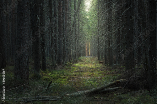 path in the moody dark coniferous forest photo