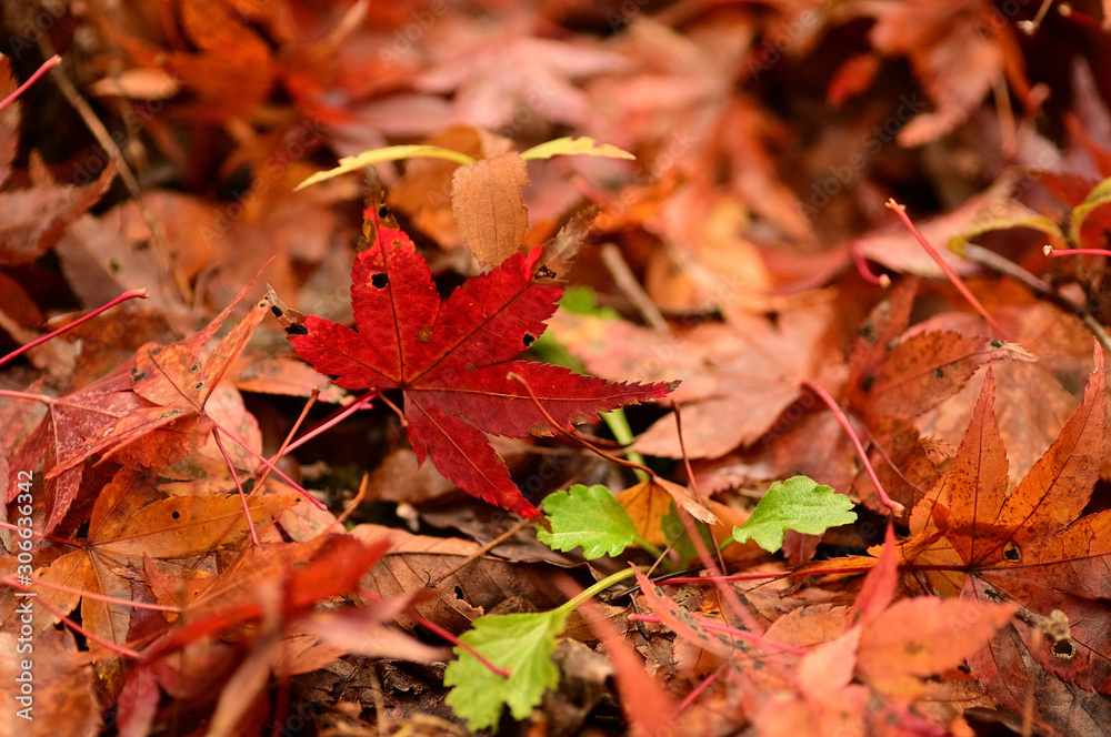 The autumn leaves, there, are extremely beautiful. The autumn leaves, there, are extremely beautiful.