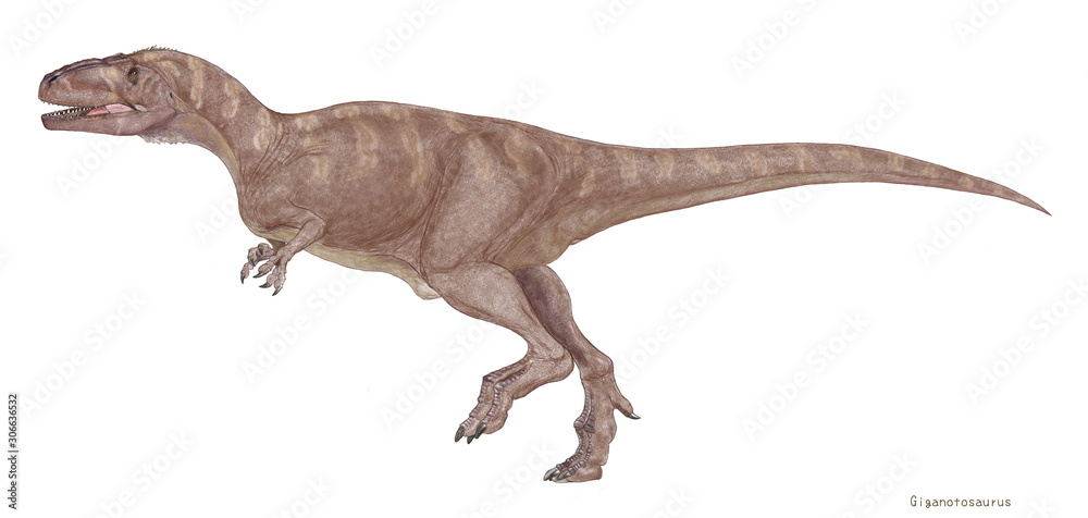 ギガノトサウルス 現時点で確認されている肉食恐竜では最大級の恐竜。頭骨は1.5メートルを超えるが、ティラノサウルスのような頑丈なつくりではない。歯は薄く小さく、獲物を噛み砕くよりも鋭利に切り裂くのに適する。白亜紀後期に北米に君臨したティラノサウルスに対して、南米大陸の覇者である。 ギガノトサウルス 現時点で確認されている肉食恐竜では最大級の恐竜。頭骨は1.5メートルを超えるが、ティラノサウルスのような頑丈なつくりではない。歯は薄く小さく、獲物を噛み砕くよりも鋭利に切り裂くのに適する。白亜紀後期に北米に君臨したティラノサウルスに対して、南米大陸の覇者である。