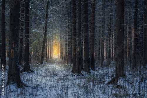 path in the beautiful spruce winter forest and sunlight through trees