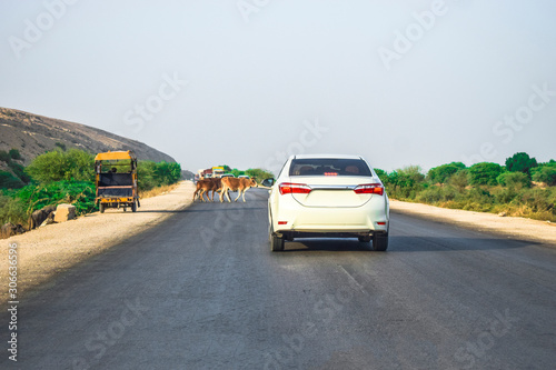an unsafe animal crossing during the running traffic on the road