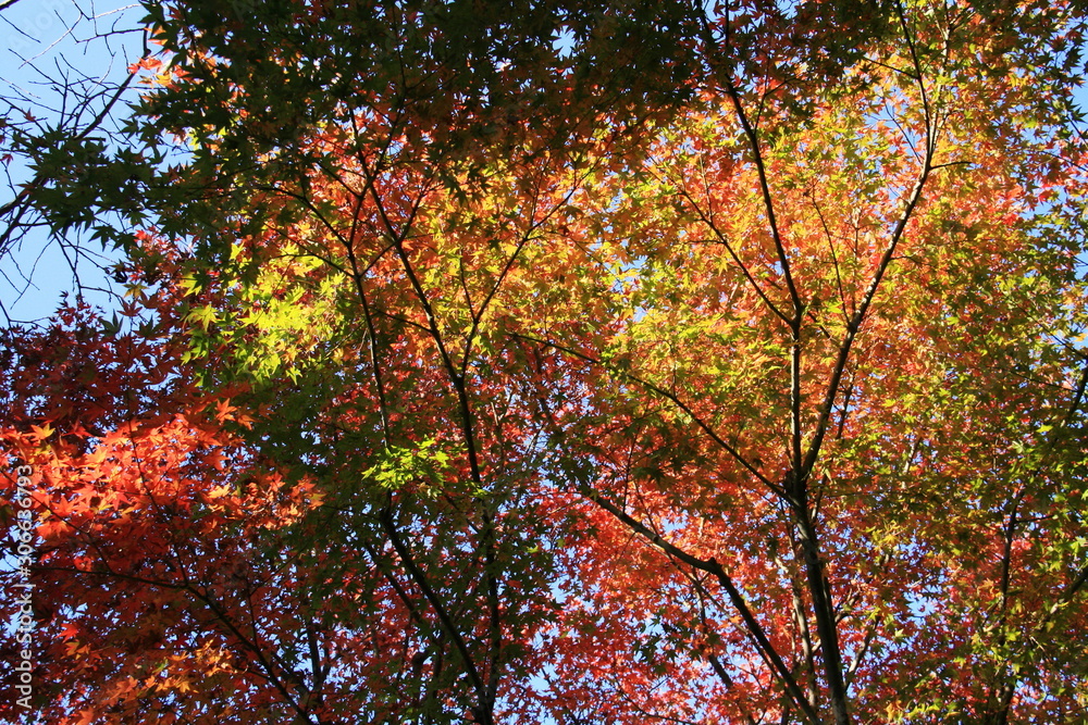 秋　鎌倉の紅葉　鎌倉宮