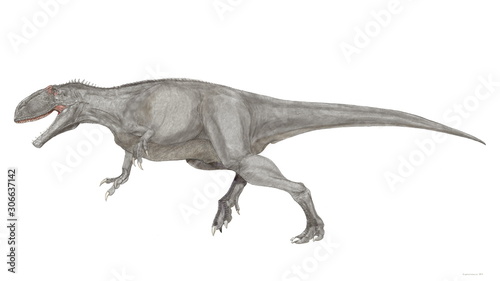 ギガノトサウルス　現時点で確認されている肉食恐竜では最大級の恐竜。頭骨は1.5メートルを超えるが、ティラノサウルスのような頑丈なつくりではない。歯は薄く小さく、獲物を噛み砕くよりも鋭利に切り裂くのに適する。白亜紀後期に北米に君臨したティラノサウルスに対して、南米大陸の覇者である。 © Mineo