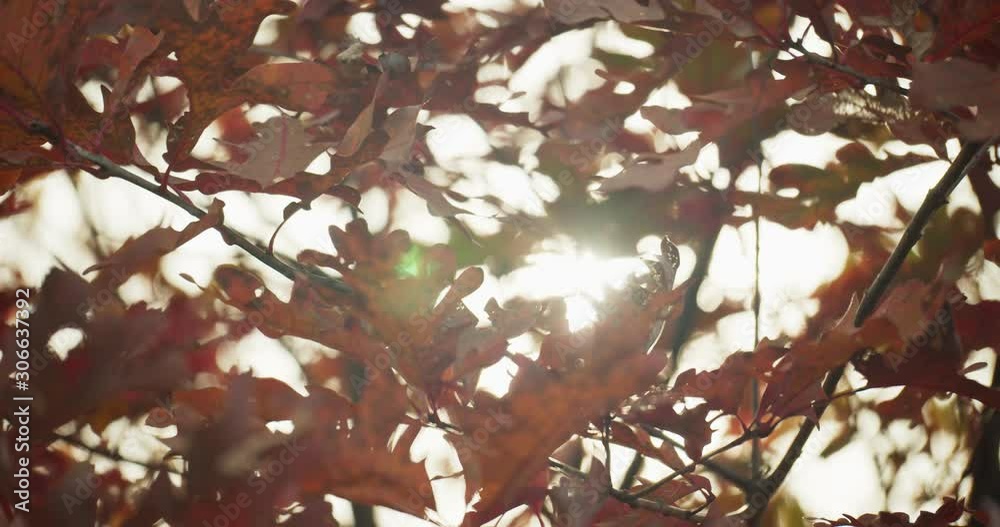 Sunlight peeking through autumn leaves in the fall Sunlight peeking through autumn leaves in the fall