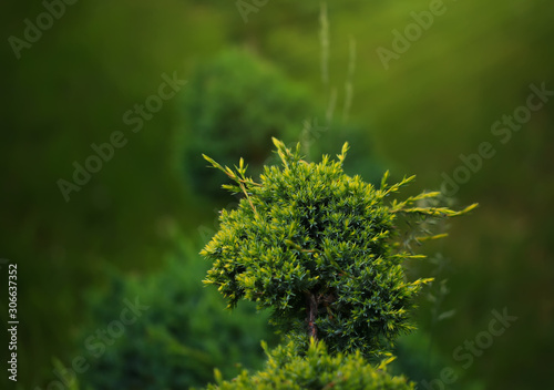 Cossack juniper ( lat. Juniperus sabina). Shearing of the juniper with gardening scissors, Soft focus. Garden art/ design/ landscape. Topiary. Blurred background with juniper.