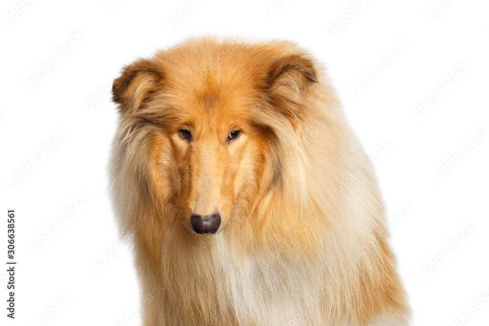 Fototapeta premium Portrait of Collie Dog Sad Looking at side on Isolated White Background