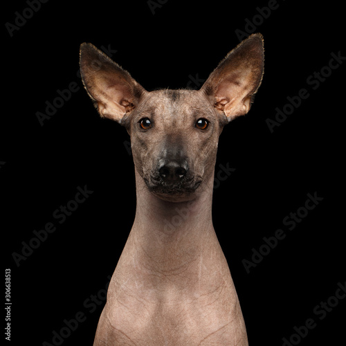Portrait of Xoloitzcuintle - hairless mexican dog breed on Isolated Black background