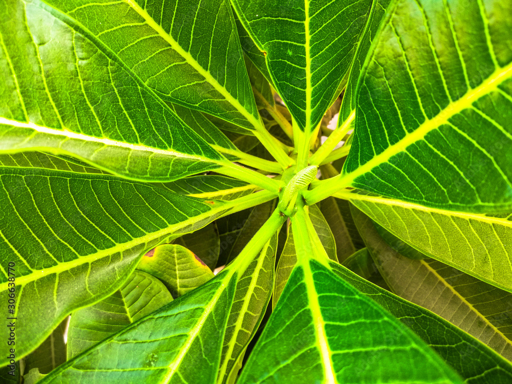 top view of a bunch of fresh and healthy growing green leaves of plumeria plant top view of a bunch of fresh and healthy growing green leaves of plumeria plant