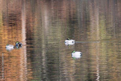 falcated teals with reflection of autumn leaves in Igashira park, Moka city, Tochigi prefecture, Japan © 雅文 大石