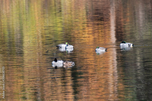 falcated teals with reflection of autumn leaves in Igashira park, Moka city, Tochigi prefecture, Japan