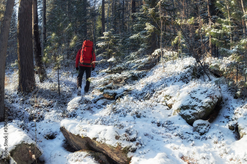 hiker with a red backpack walks through a snowy winter forest among coniferous trees along a trail