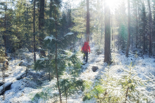 hiker with a red backpack walks through a snowy winter forest among coniferous trees along a trail