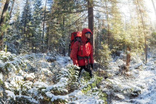 hiker with a red backpack walks through a snowy winter forest among coniferous trees along a trail