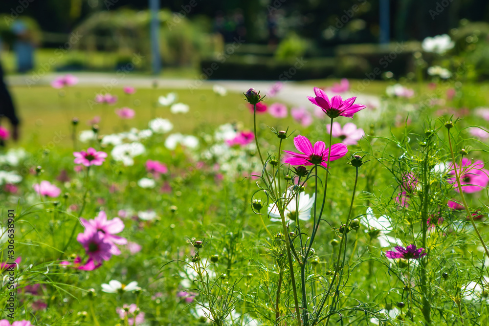 コスモス　cosmos