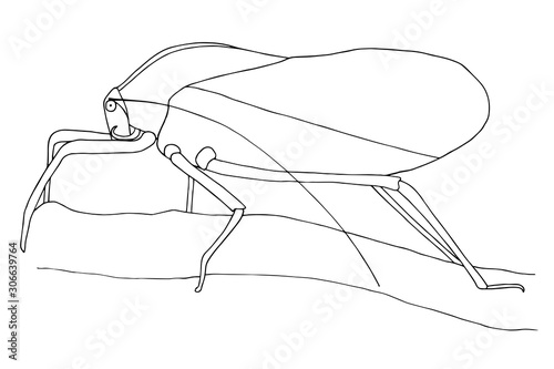 Contour of Giant Papuan grasshopper on a branch. Vector illustration, traced ink drawing.