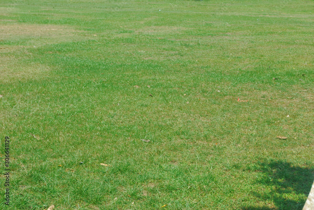 The green grass background with dry leaves. The green grass background with dry leaves.
