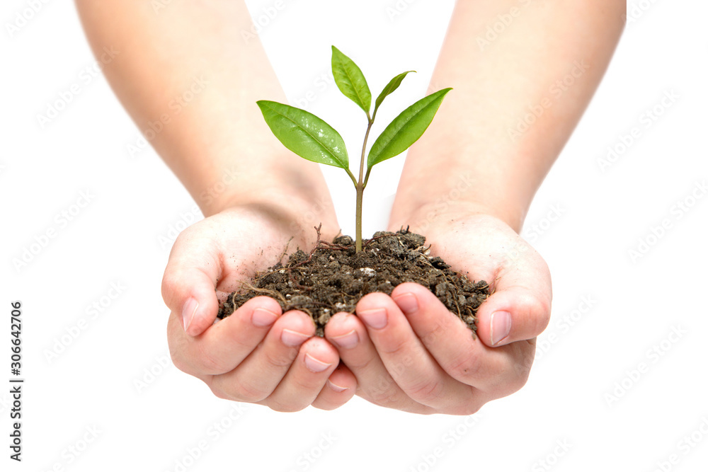 plant in hands isolated on white background plant in hands isolated on white background