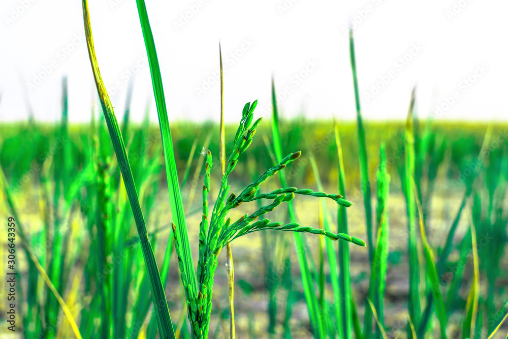 fresh and green healthy growing rice seeds ripped in on the branches in fields