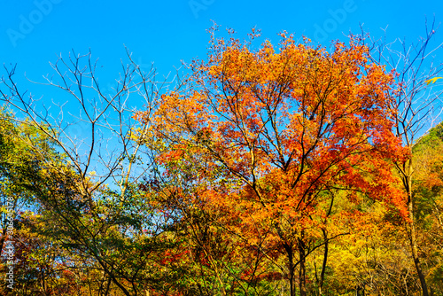Maple leaf autumn landscape of forest park
