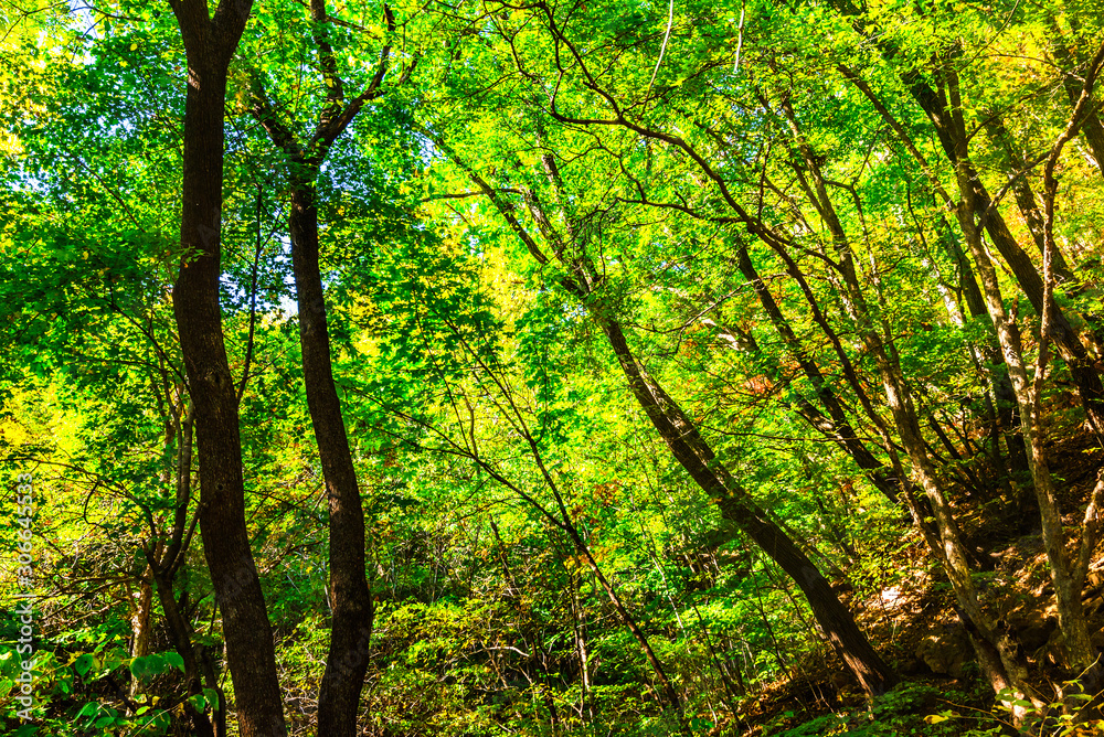 Autumn landscape of natural forest at dusk in forest park Autumn landscape of natural forest at dusk in forest park