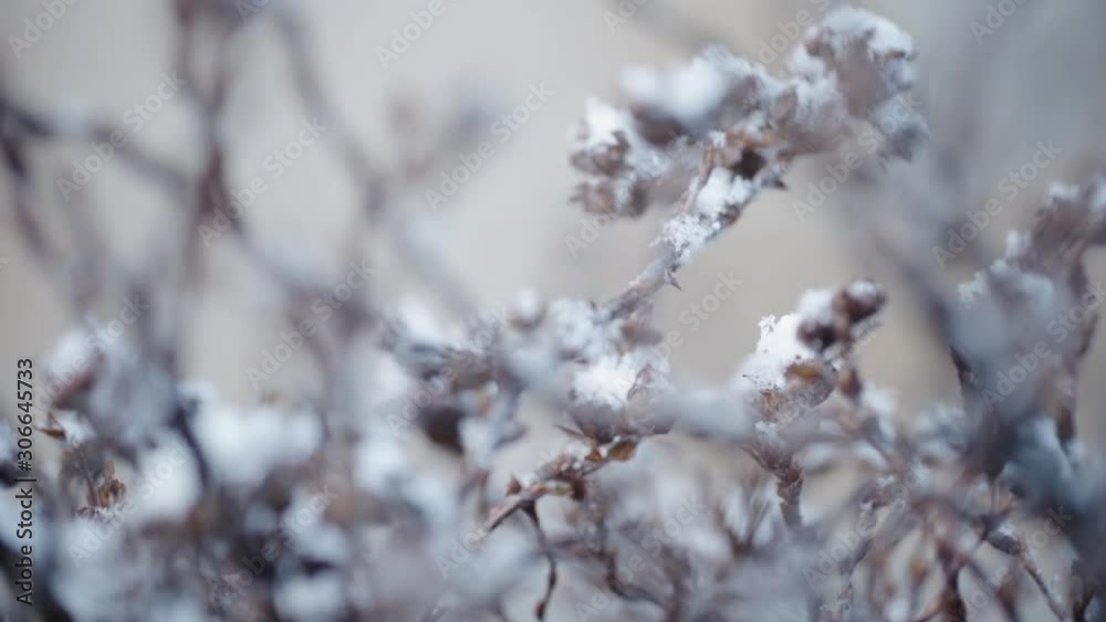 Brown dry plant covered in snow Brown dry plant covered in snow