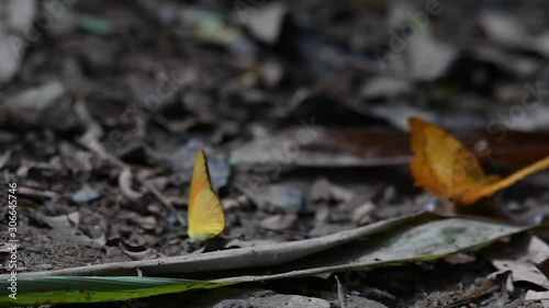 Common Yeoman, Cirrochroa tyche Mithila, flapping its wings up and down with its broken right wing and takes off, in Kaeng Krachan National Park. photo