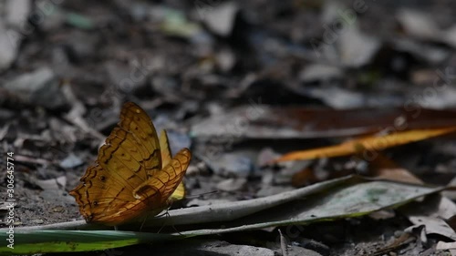 Cirrochroa tyche Mithila, rapidly shaking its wings up and down with its broken right wing, in Kaeng Krachan National Park, slow motion. photo