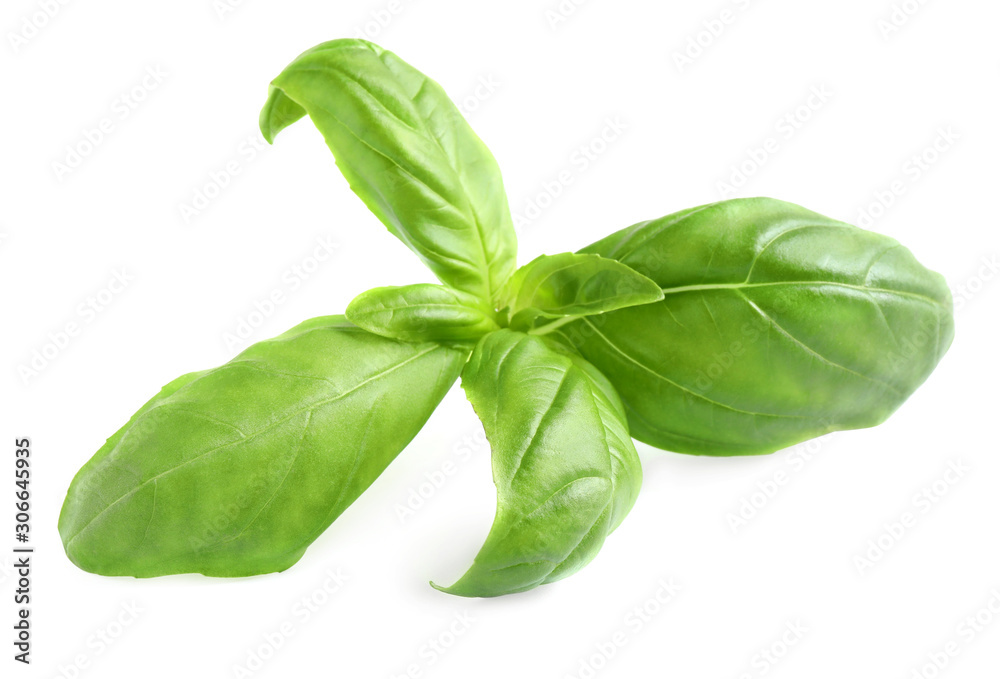 Fresh green basil leaves isolated on white Fresh green basil leaves isolated on white