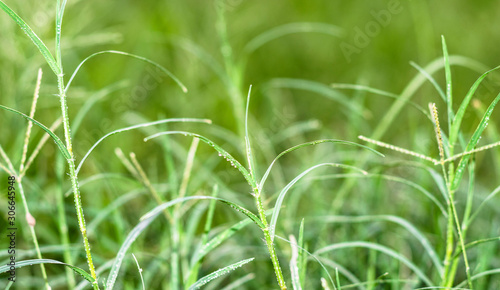 fresh and healthy growing Johnson Grass green leaves with seeds in fields 