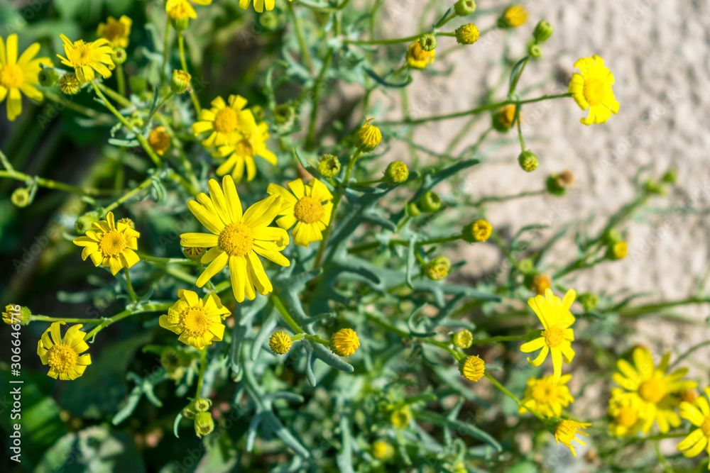 dandelion yellow desert flowers with green leaves