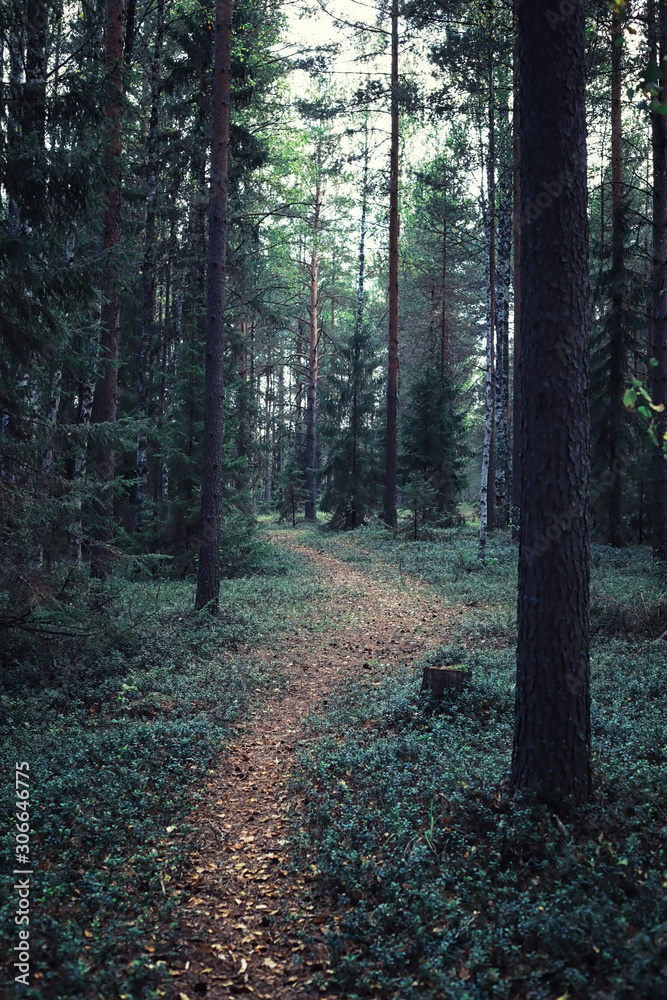 Obraz premium Bright spring greens at dawn in the forest. Nature comes to life in early spring.
