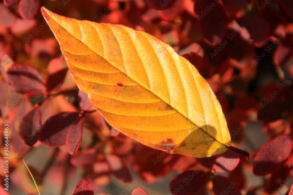 Obraz premium autumn leaves