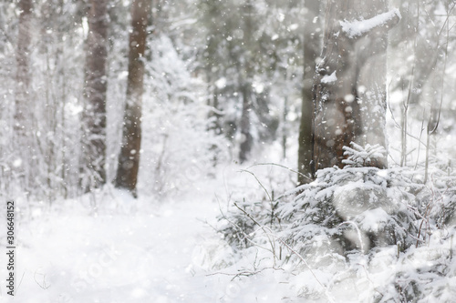 Winter landscape. Forest under the snow. Winter in the park.