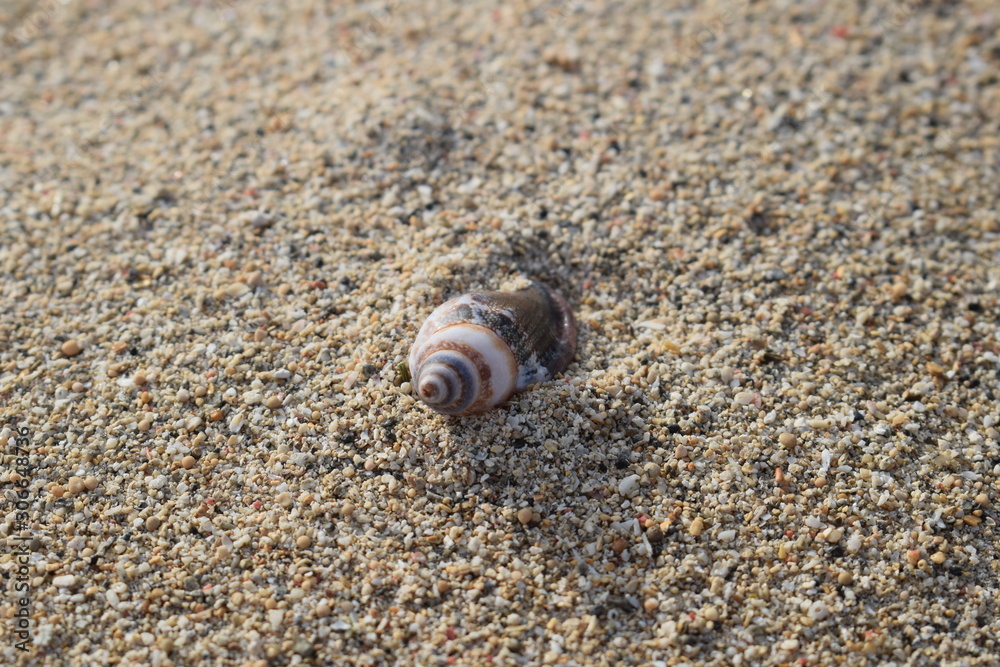Conchiglie su una spiaggia di Bali in Indonesia. Conchiglie su una spiaggia di Bali in Indonesia.