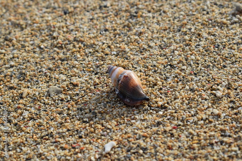 Conchiglie su una spiaggia di Bali in Indonesia. photo