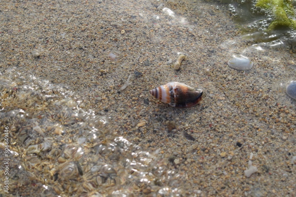 Conchiglie su una spiaggia di Bali in Indonesia. Conchiglie su una spiaggia di Bali in Indonesia.