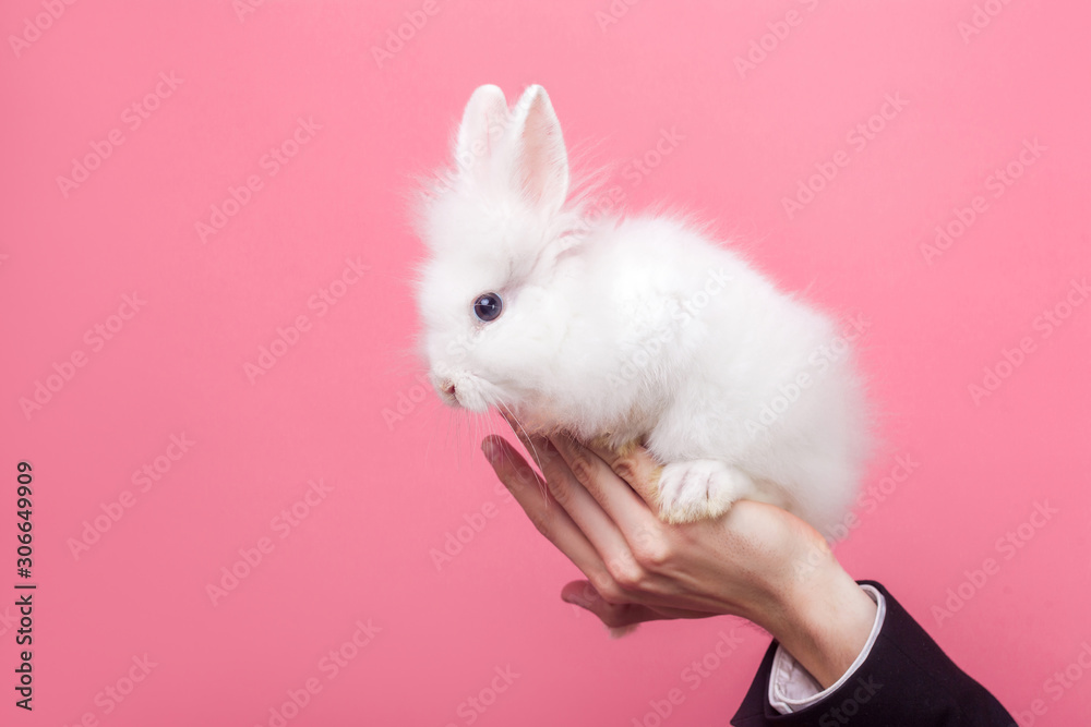 Male hand holding adorable white fluffy rabbit, cute bunny with black eyes, concept of people and pet care, love for domestic animals, pet adoption. indoor studio shot isolated on pink background Male hand holding adorable white fluffy rabbit, cute bunny with black eyes, concept of people and pet care, love for domestic animals, pet adoption. indoor studio shot isolated on pink background