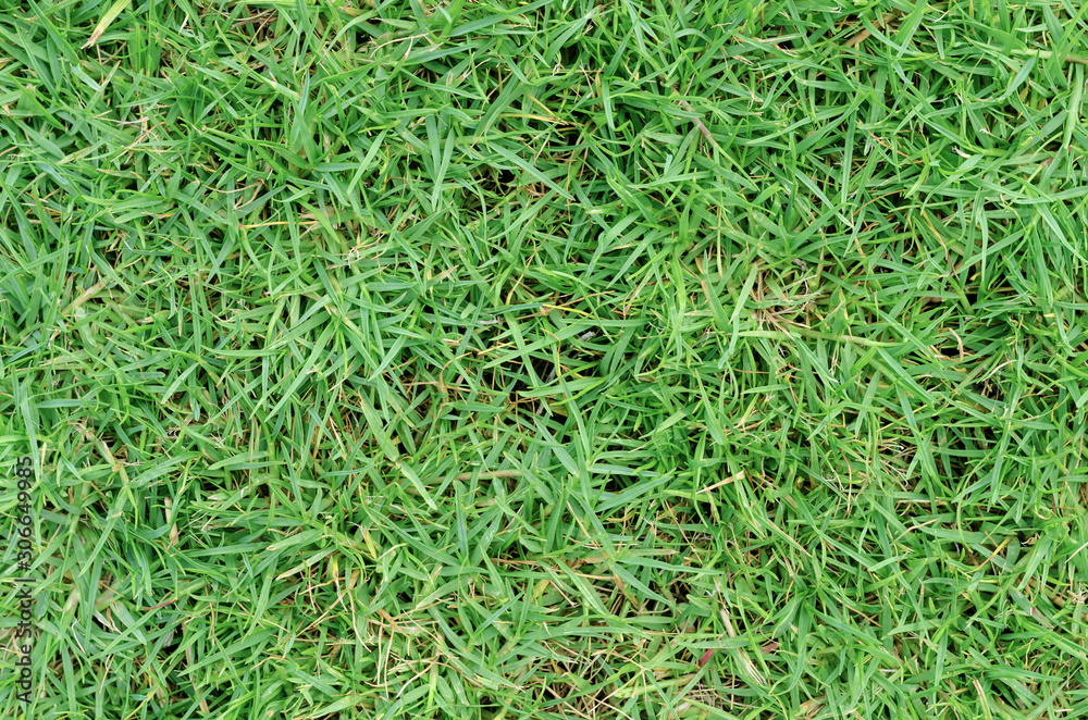 Green grass pattern and texture for background. Close-up Green grass pattern and texture for background. Close-up
