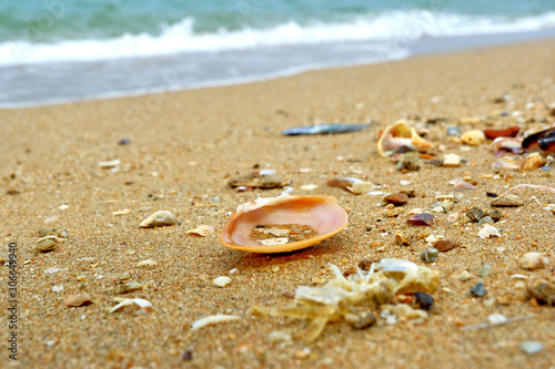 Seashells by the sea