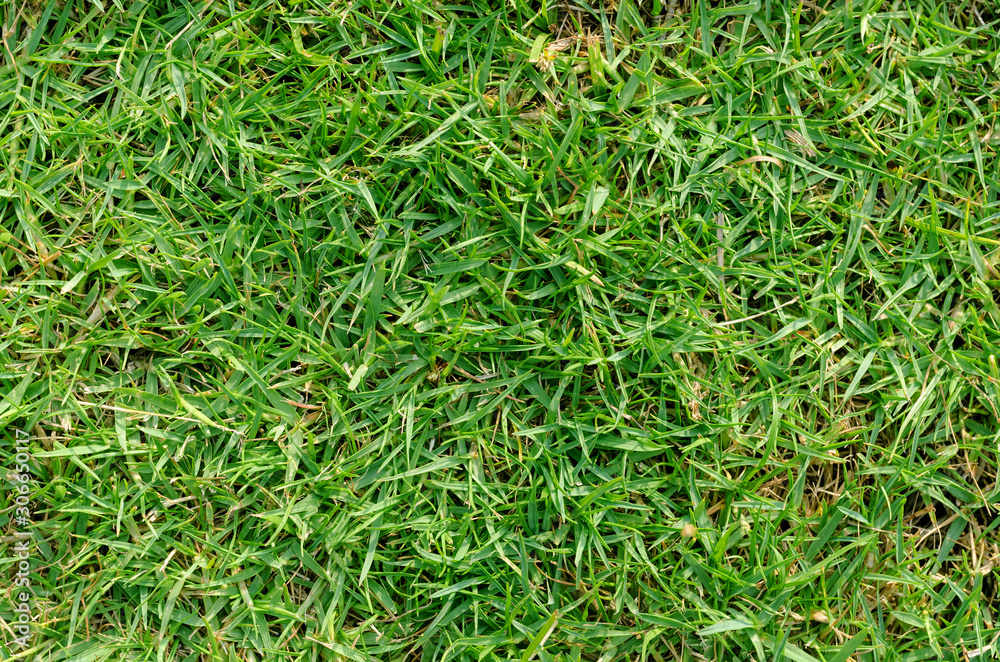 Green grass pattern and texture for background. Close-up Green grass pattern and texture for background. Close-up