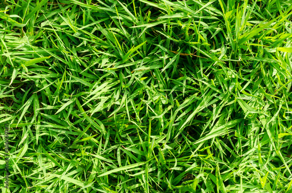 Green grass pattern and texture for background. Close-up Green grass pattern and texture for background. Close-up
